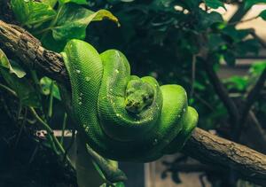 Fotótapéta - Zöld kígyó (152,5x104 cm)
