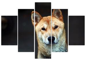 Kutya képe (150x105 cm)