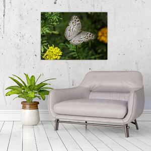 Kép - fehér pillangó (70x50 cm)