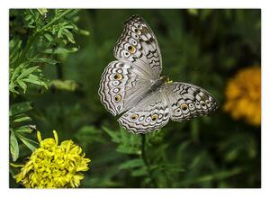Kép - fehér pillangó (70x50 cm)