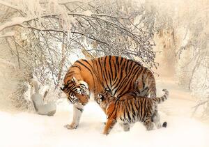 Fotótapéta - Tigrisek a hóban (152,5x104 cm)