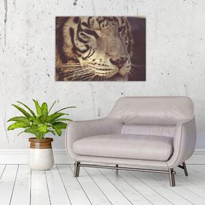 Tigris képe (70x50 cm)