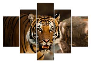 Tigris képe (150x105 cm)