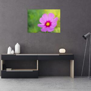 Kép - réti virág (70x50 cm)