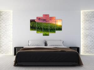 Szőlőskert és a színes égbolt képe (150x105 cm)