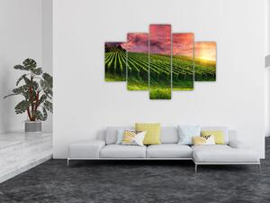 Szőlőskert és a színes égbolt képe (150x105 cm)