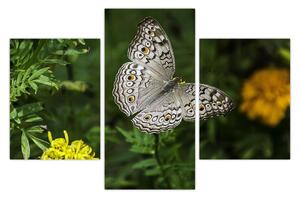 Kép - fehér pillangó (90x60 cm)