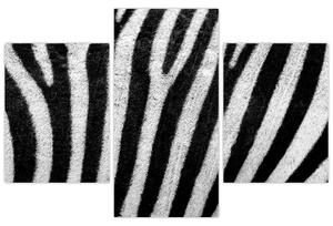 Kép egy zebra bőrről (90x60 cm)