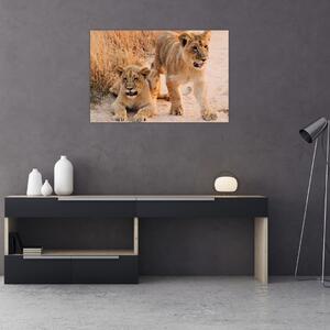 Kép - Kölyök oroszlánok (90x60 cm)