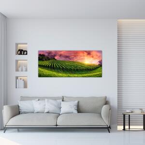 Szőlőskert és a színes égbolt képe (120x50 cm)