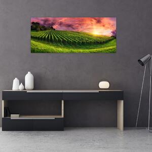 Szőlőskert és a színes égbolt képe (120x50 cm)