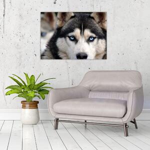 Husky kutya kép (70x50 cm)