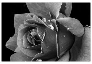 Rózsa képe - fekete fehér (90x60 cm)