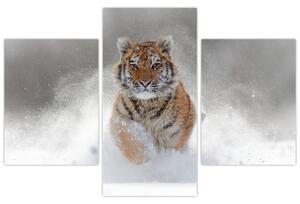 Futó tigris a hóban képe (90x60 cm)