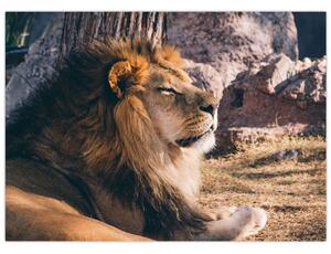 Egy fekvő oroszlán képe (70x50 cm)