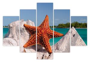 Egy tengeri csillag képe (150x105 cm)
