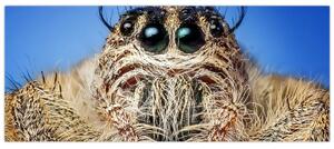 A pók részletének képe (120x50 cm)