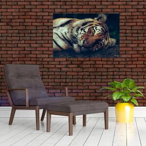 Kép - Szibériai tigris (90x60 cm)