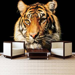 Fotótapéta - Fenséges tigris (152,5x104 cm)