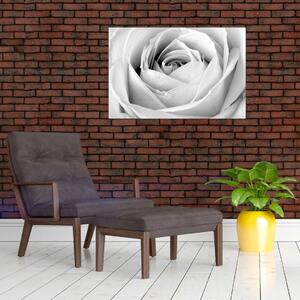 Kép - Rózsa virág részlete (90x60 cm)
