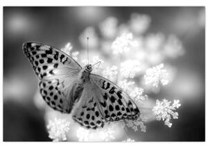 Kép - Részlet egy virágot beporzó pillangóról (90x60 cm)