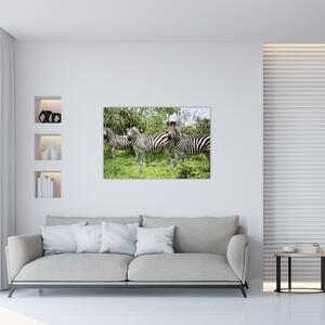 Zebrák képe (90x60 cm)
