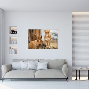 Kép - két oroszlán (90x60 cm)