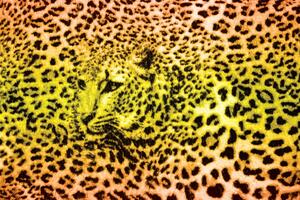 Fotótapéta - Gepárd leopárd (152,5x104 cm)