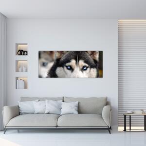 Husky kutya kép (120x50 cm)
