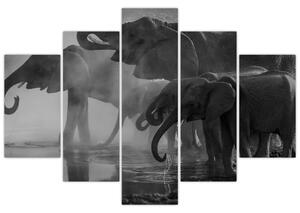 Elefánt képe - fekete fehér (150x105 cm)