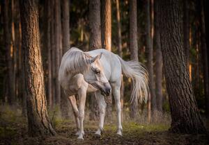 Fotótapéta - Fehér ló az erdőben (152,5x104 cm)