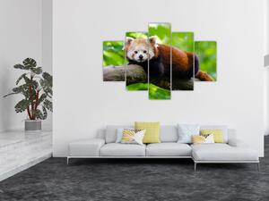 A vörös panda képe (150x105 cm)