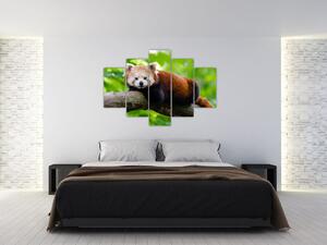 A vörös panda képe (150x105 cm)
