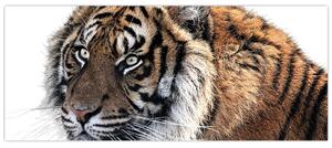 Tigris képe (120x50 cm)