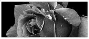 Rózsa képe - fekete fehér (120x50 cm)