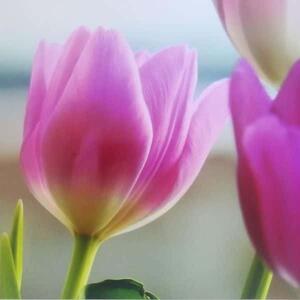 Tulipánok dekorációs falmatrica