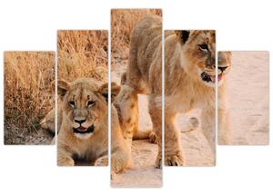 Egy oroszlán képe (150x105 cm)