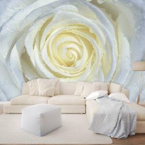 Fotótapéta - Fehér rózsa (152,5x104 cm)