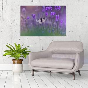 Kép - Pillangó a levendulán (90x60 cm)