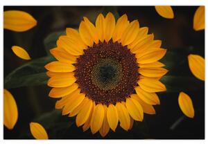 Kép - Napraforgók és a virágszirmok (90x60 cm)