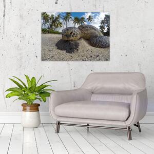 A teknős képe (70x50 cm)