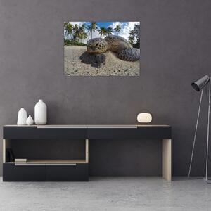 A teknős képe (70x50 cm)