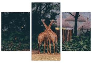 Két zsiráf képe (90x60 cm)