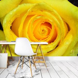 Fotótapéta - Sárga rózsa (152,5x104 cm)