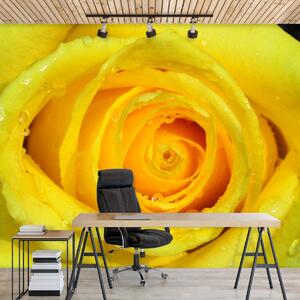 Fotótapéta - Sárga rózsa (152,5x104 cm)