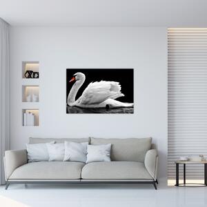 Fekete-fehér hattyúk képe (90x60 cm)