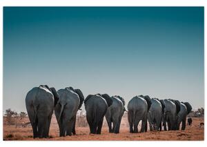 Kép - Elefántok indulása (90x60 cm)