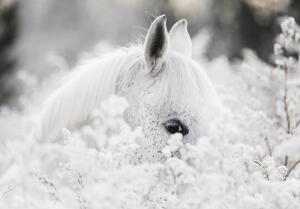 Fotótapéta - Fehér ló a hóban (152,5x104 cm)