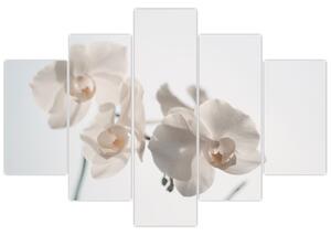 Fehér orchidea képe (150x105 cm)