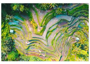 A rizsföldek képe madártávlatból (90x60 cm)
